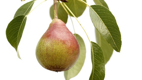 Peren